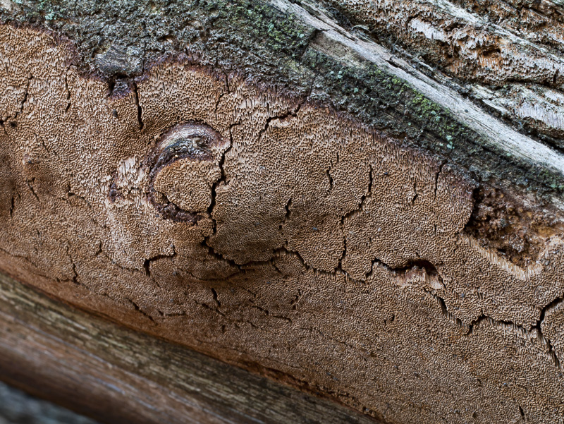 Phellinus contiguus